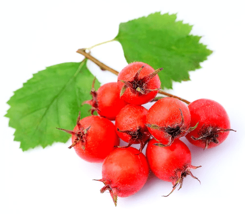 Hawthorn in tonerin